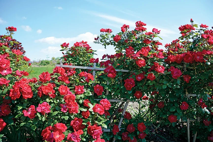 Rose - Winner’s Circle