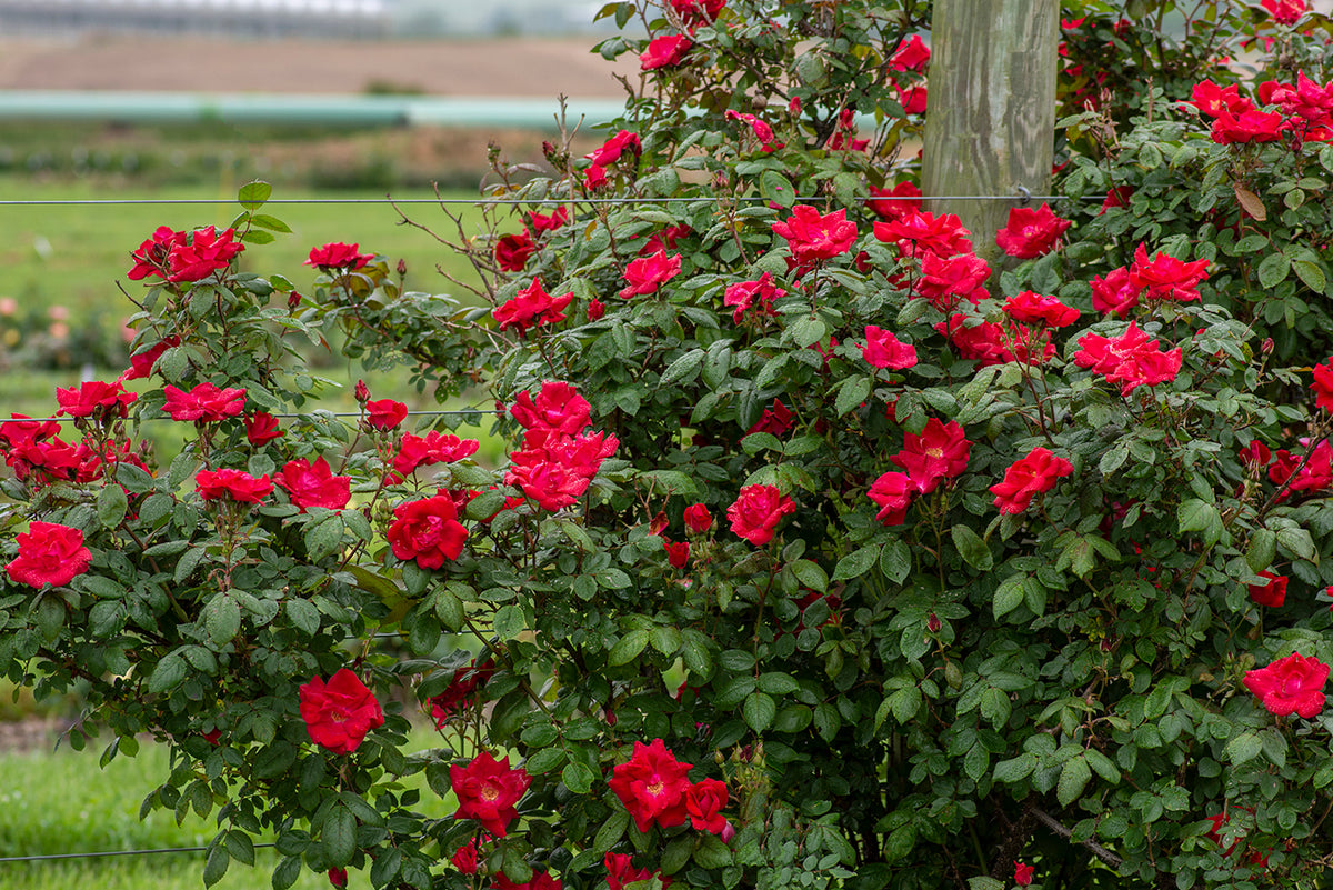 Rose - Winner’s Circle