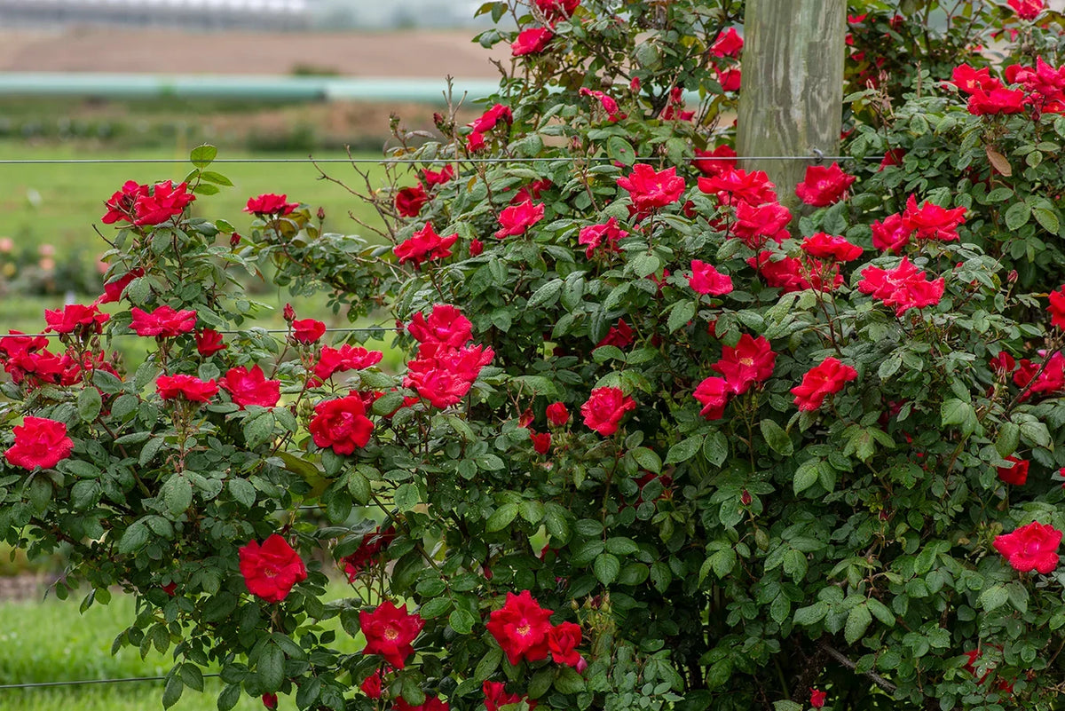 Rose - Winner’s Circle