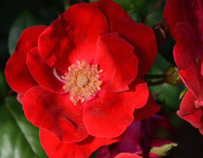 Rose - Winner’s Circle