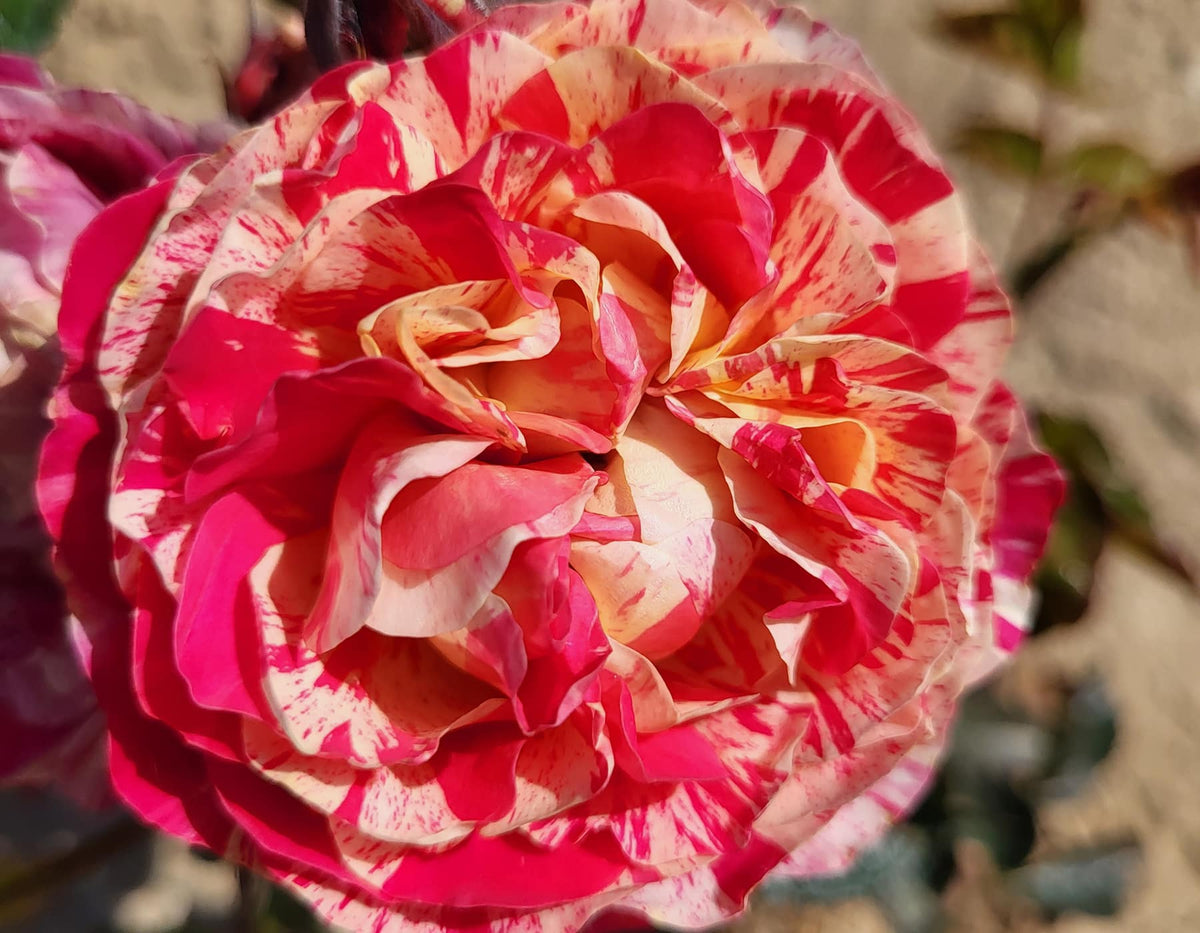 Rose - Winning Streak