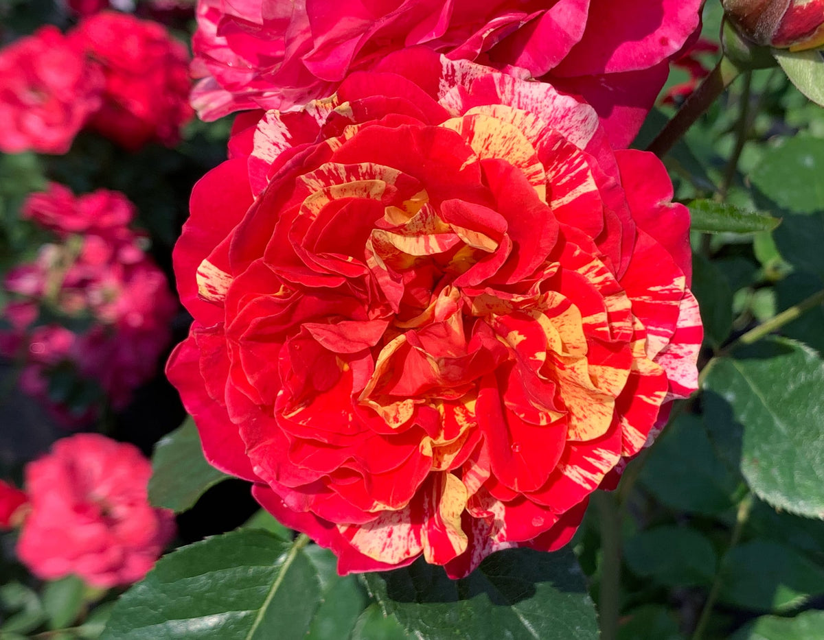 Rose - Winning Streak