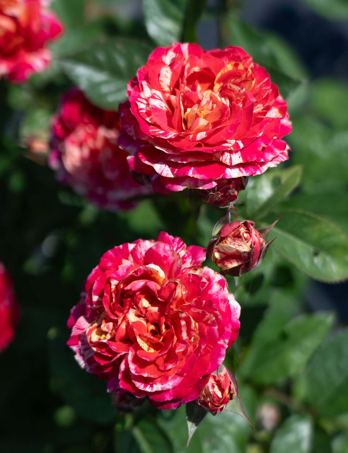 Rose - Winning Streak