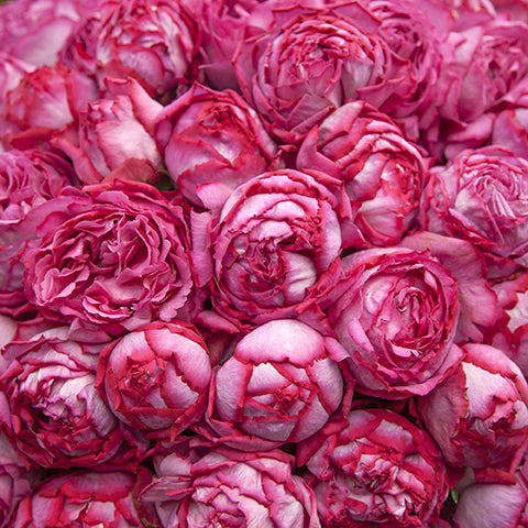 Rose - Yves Piaget