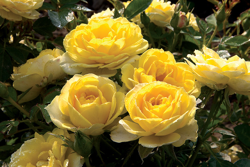 Rose - Sunblaze Yellow