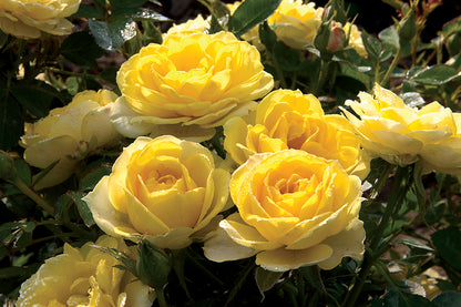 Rose - Sunblaze Yellow