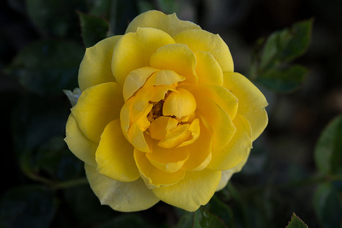 Rose - Sunblaze Yellow