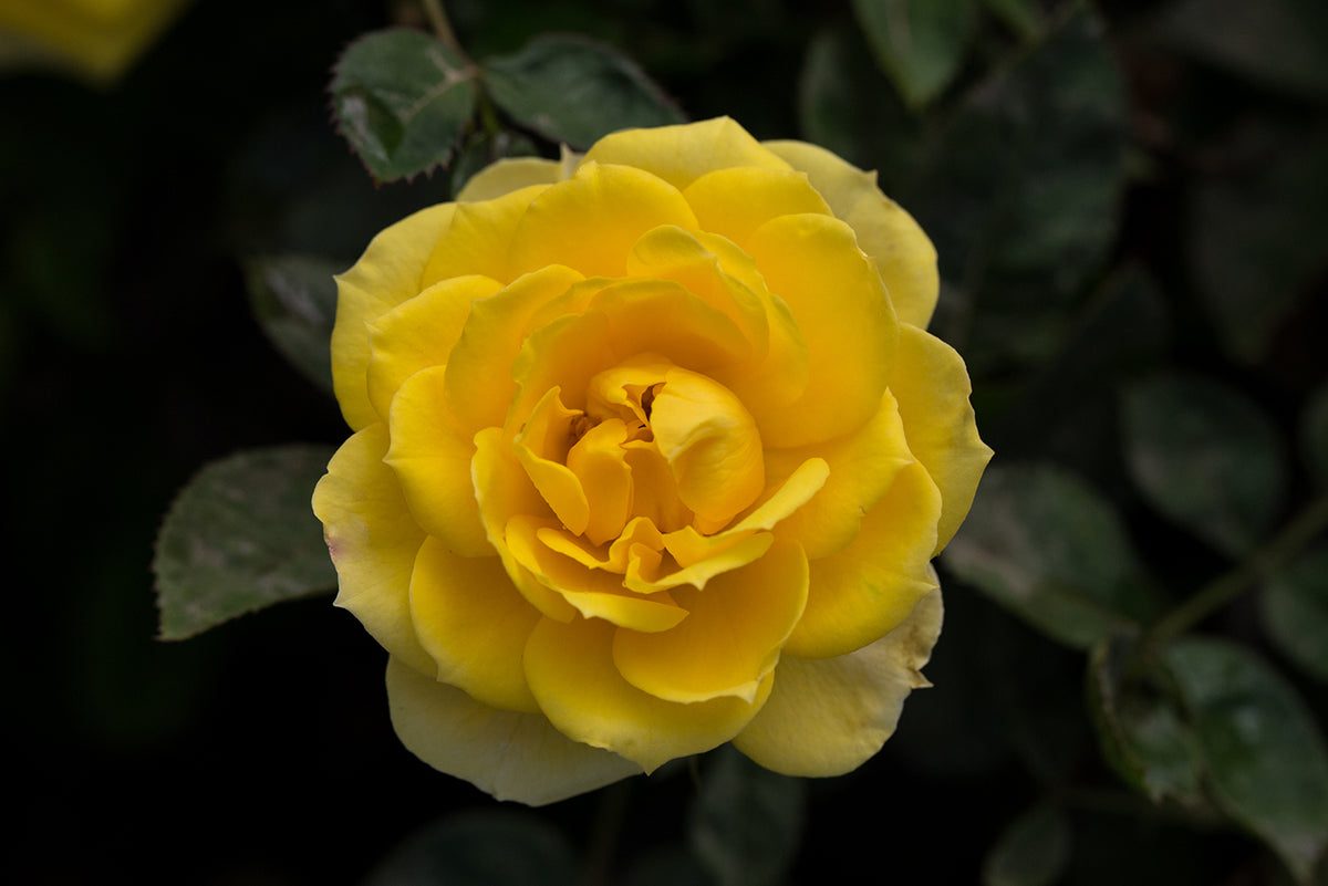 Rose - Sunblaze Yellow