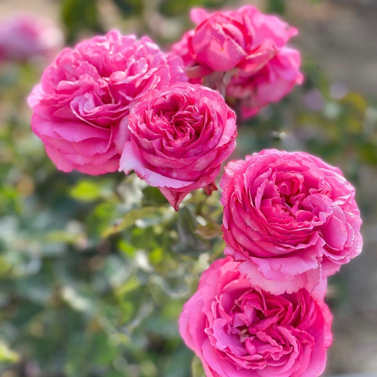 Rose - Yves Piaget
