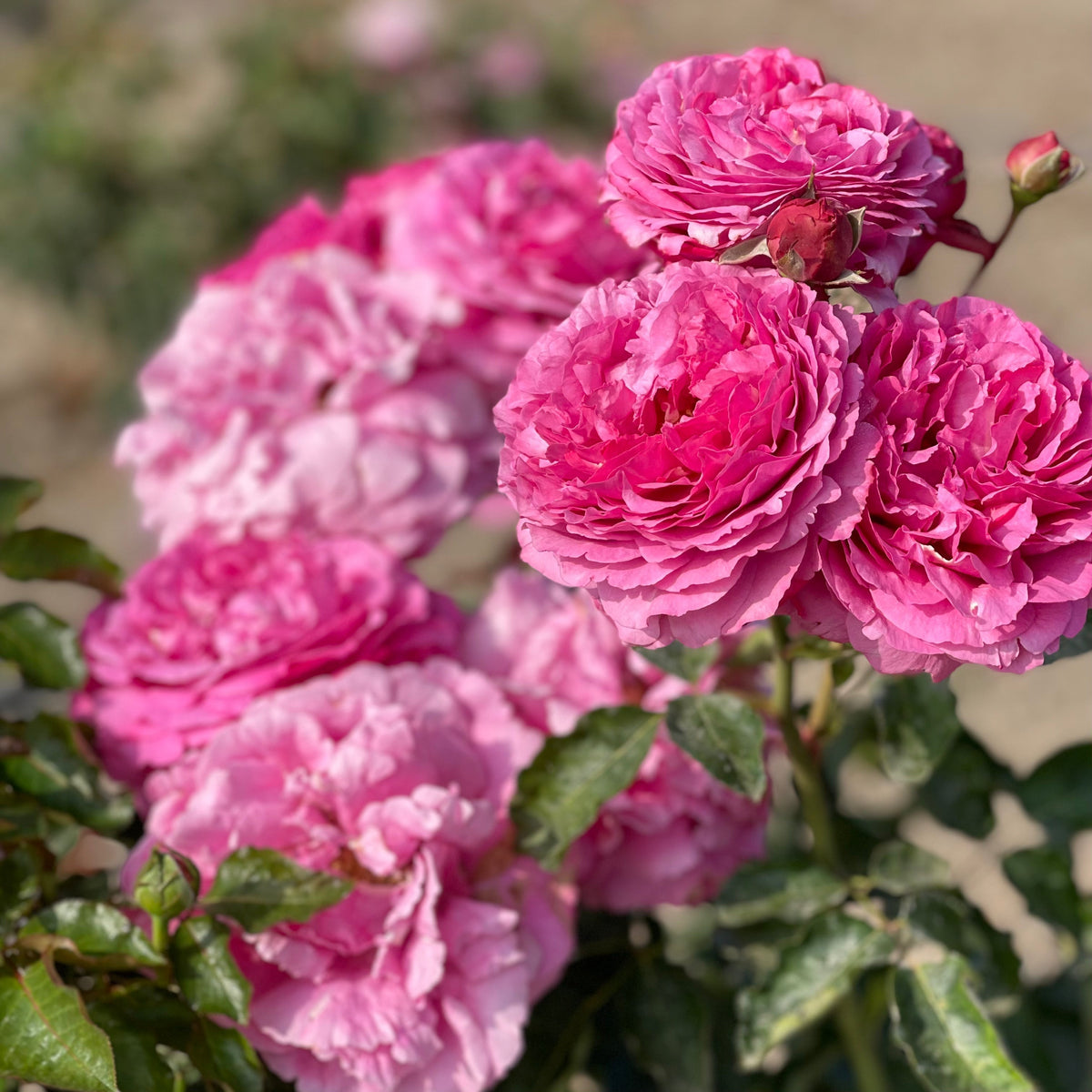 Rose - Yves Piaget