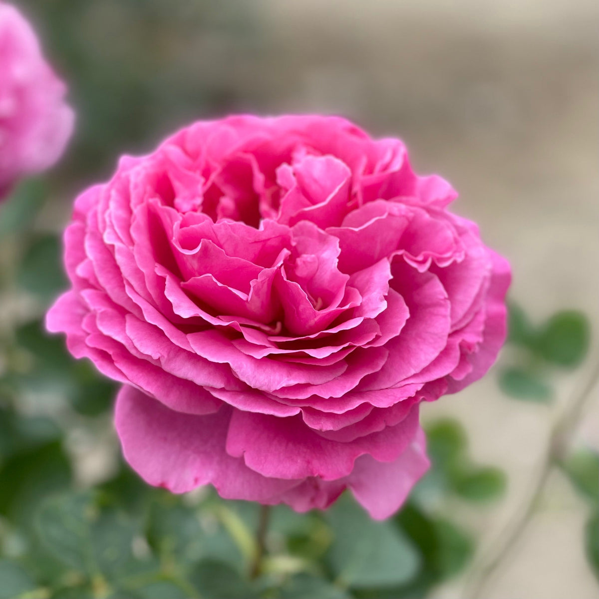Rose - Yves Piaget
