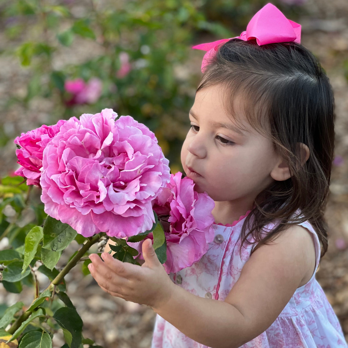 Rose - Yves Piaget