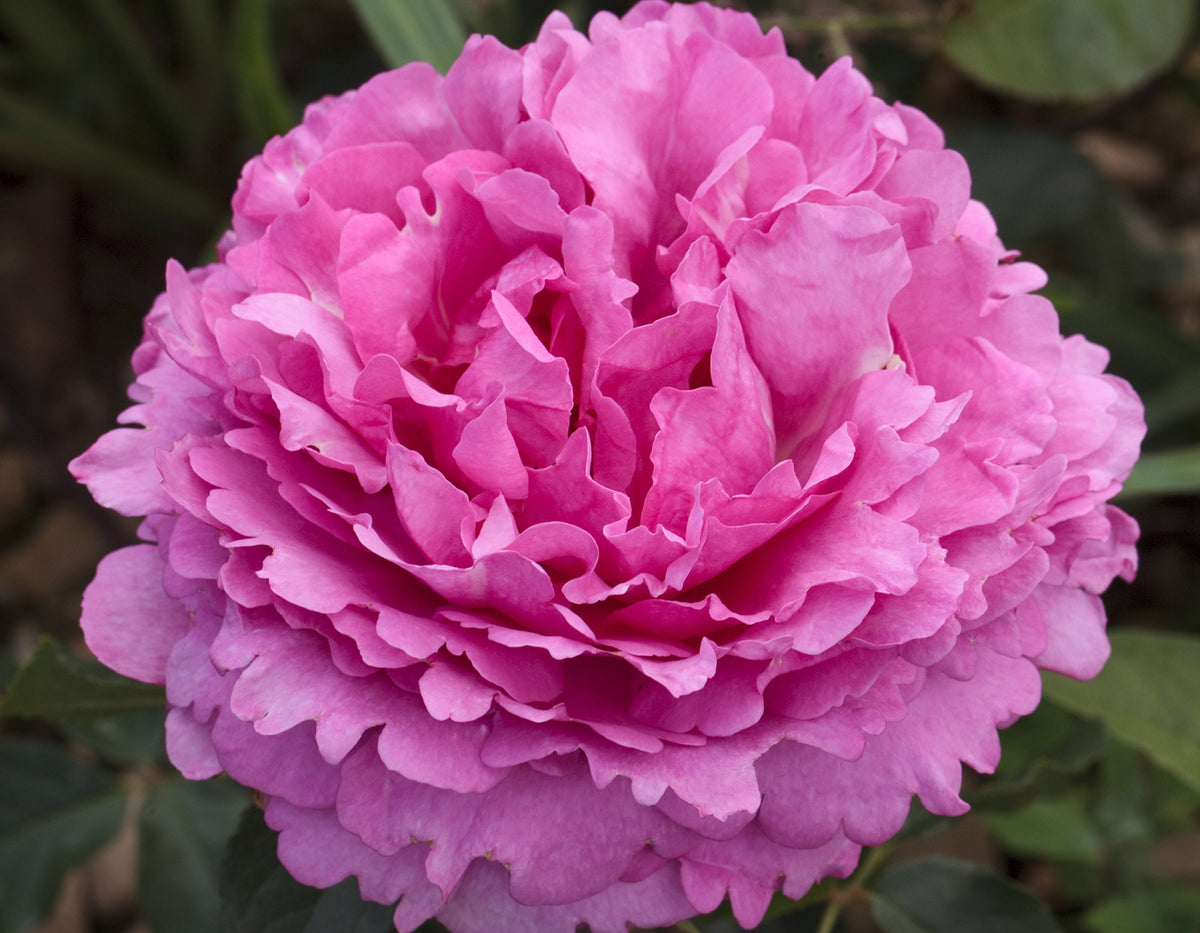Rose - Yves Piaget