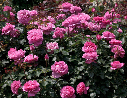 Rose - Yves Piaget