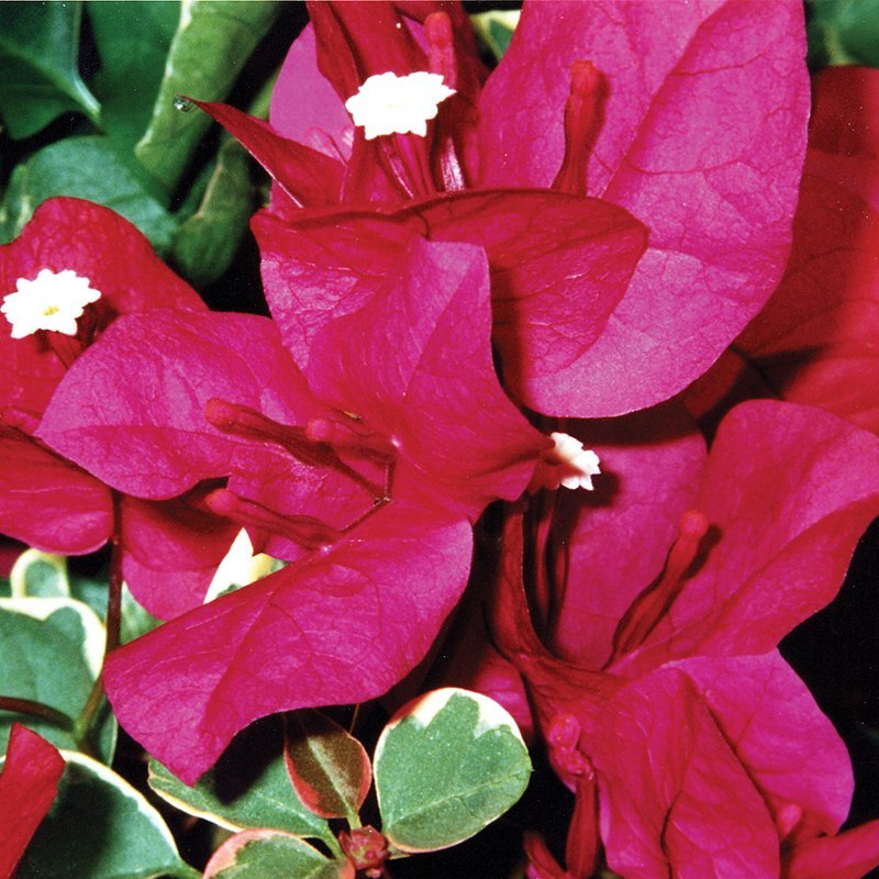 Bougainvillea - BAMBINO Claret Red