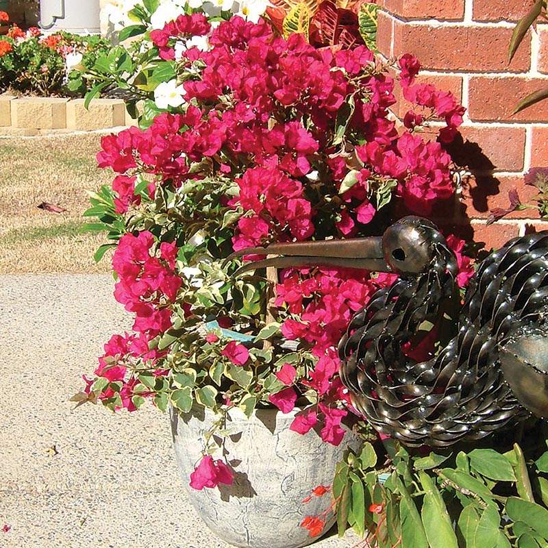 Bougainvillea - BAMBINO Claret Red