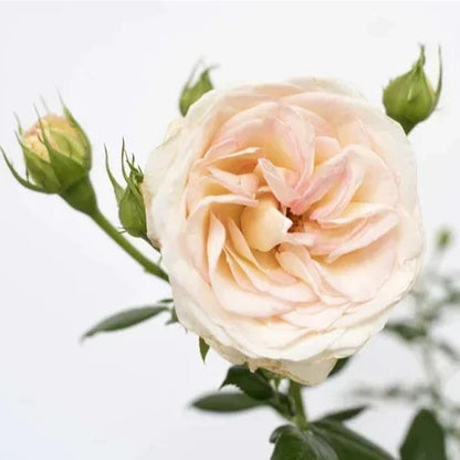 Rose - Top Cream