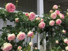 Load image into Gallery viewer, Rose - Climbing - Kiss Me Kate
