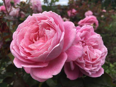 Rose - Kordes - Floribunda - Summer Romance Parfuma