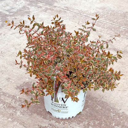Abelia  'Mincautri'