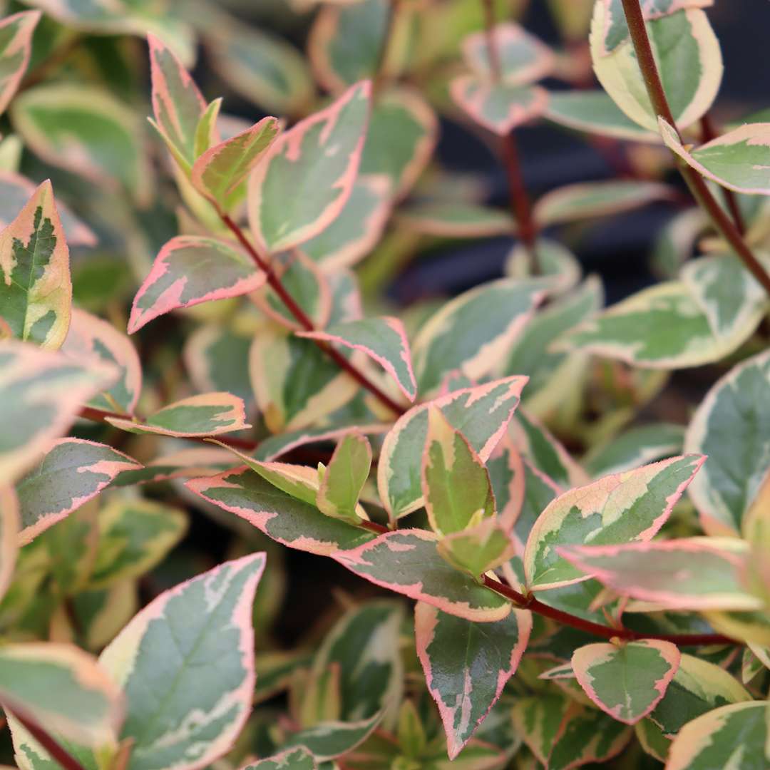 Abelia  'Mincautri'