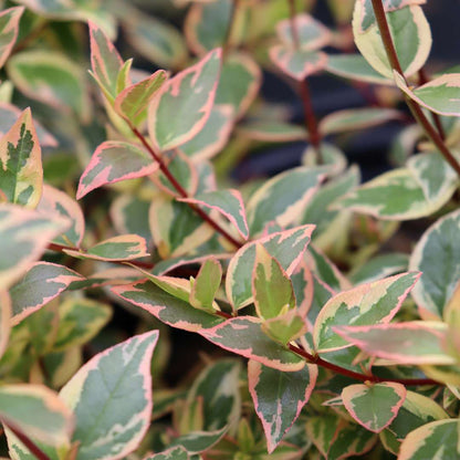 Abelia  'Mincautri'