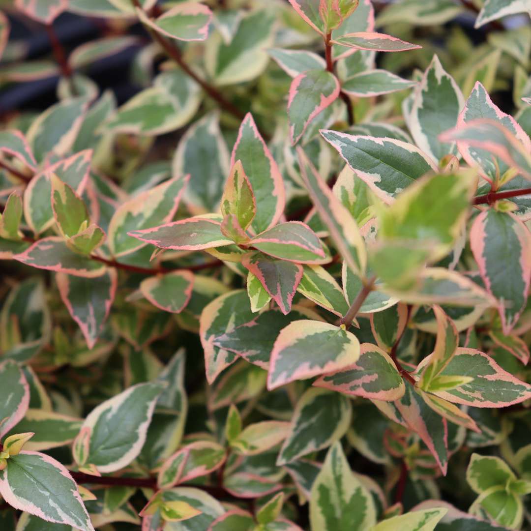 Abelia  'Mincautri'