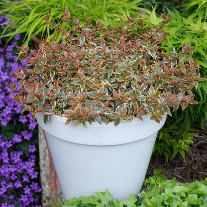 Abelia  'Mincautri'