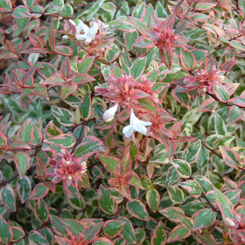 Abelia  'Mincautri'