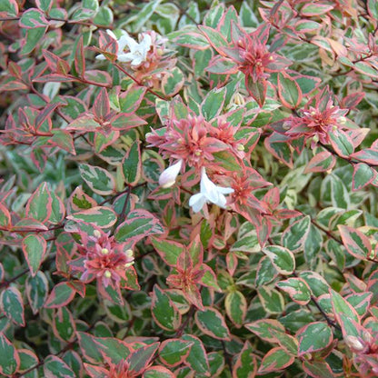 Abelia  'Mincautri'