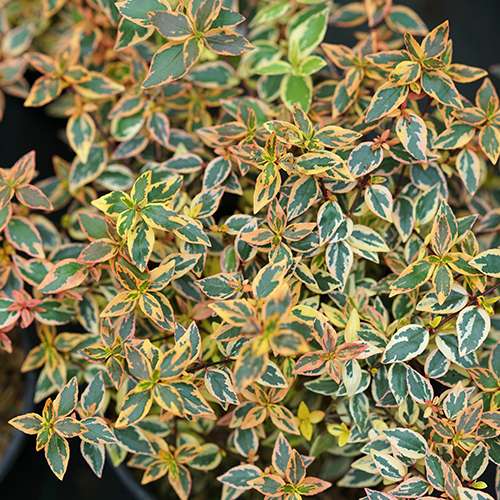 Abelia  'Mincautri'