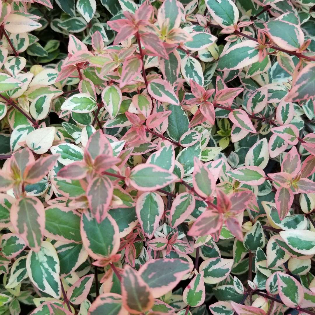 Abelia  'Mincautri'