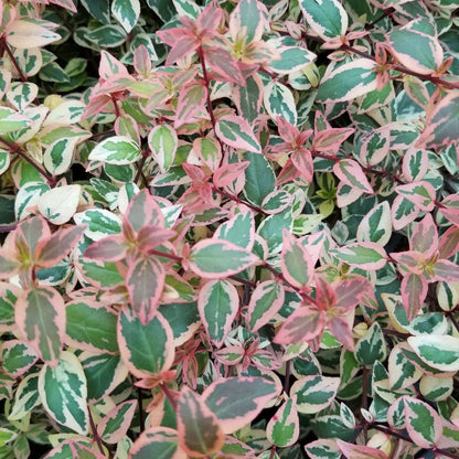 Abelia  'Mincautri'