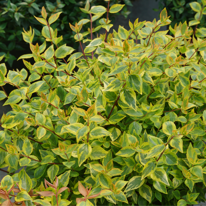 Abelia × 'KEYFLY'