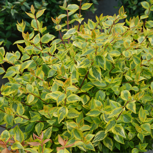 Abelia × 'KEYFLY'