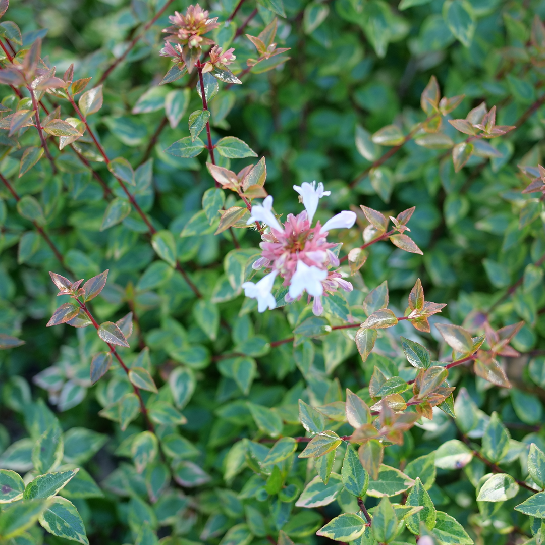 Abelia × 'KEYFLY'