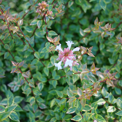 Abelia × 'KEYFLY'