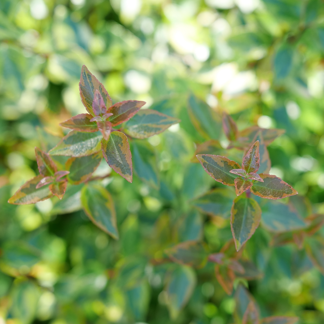 Abelia × 'KEYFLY'