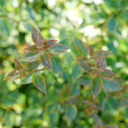 Abelia × 'KEYFLY'