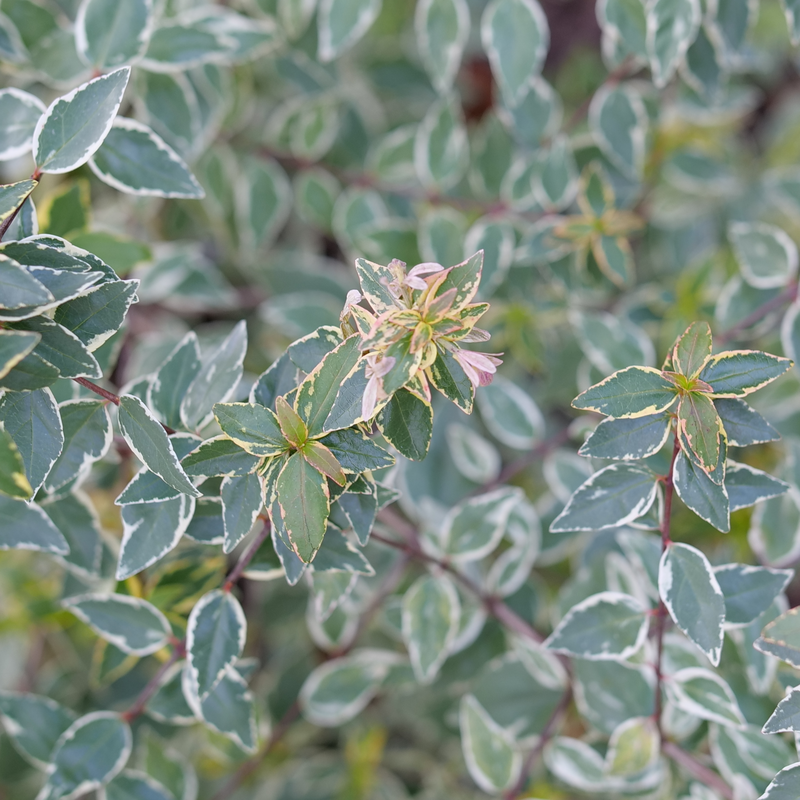 Abelia 'Muabd'