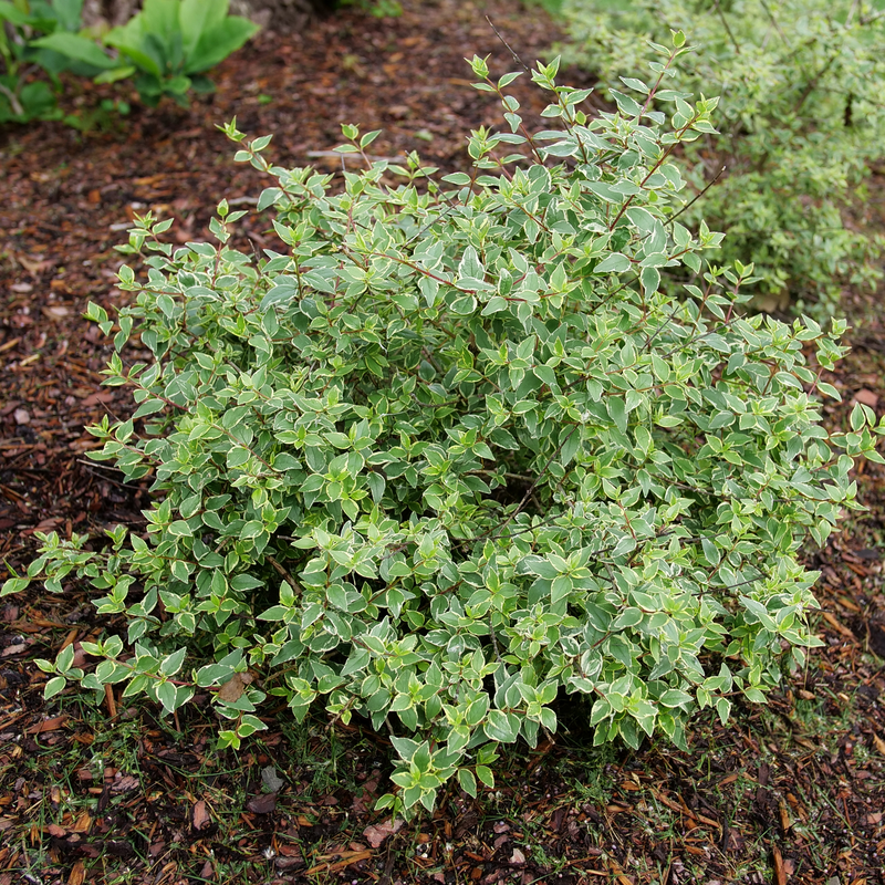 Abelia 'Muabd'