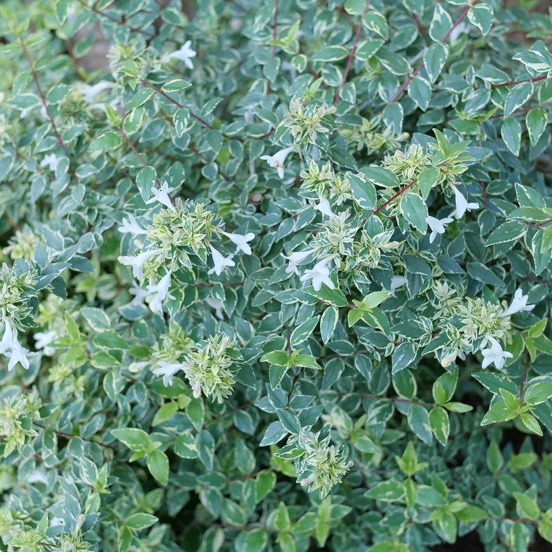 Abelia 'Muabd'