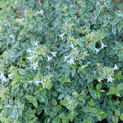 Abelia 'Muabd'