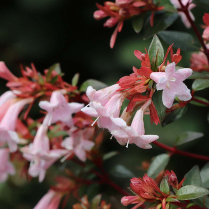 Abelia × 'SMNABP'