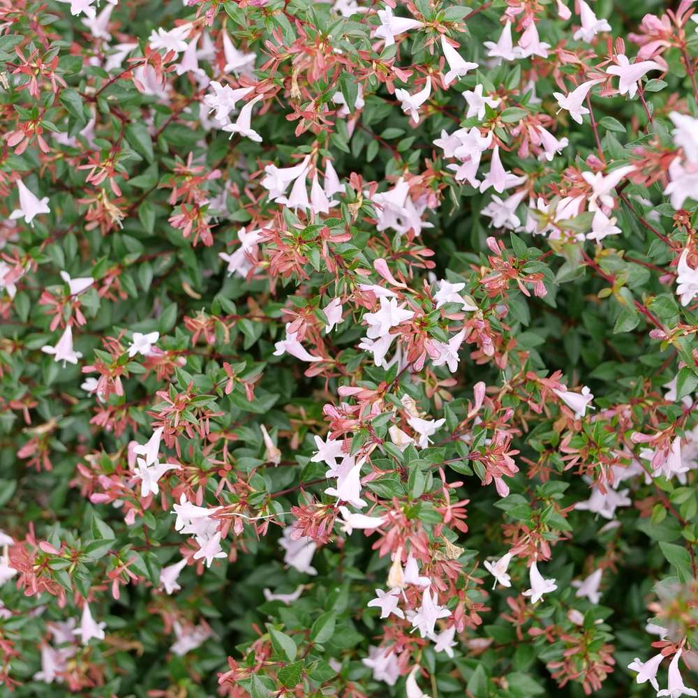 Abelia × 'SMNABP'