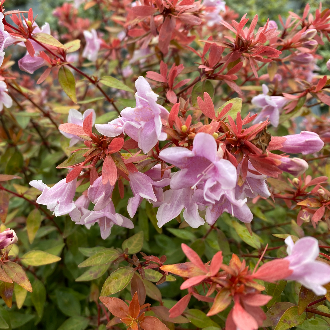 Abelia × 'SMNAGBT'