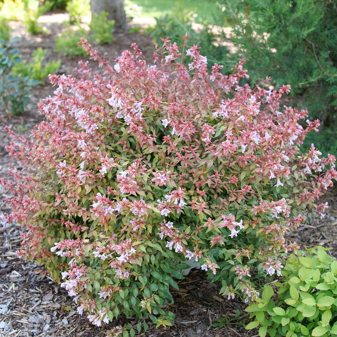 Abelia × 'SMNAGBT'