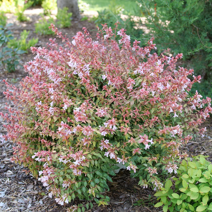 Abelia × 'SMNAGBT'