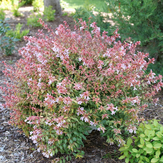 Abelia × 'SMNAGBT'