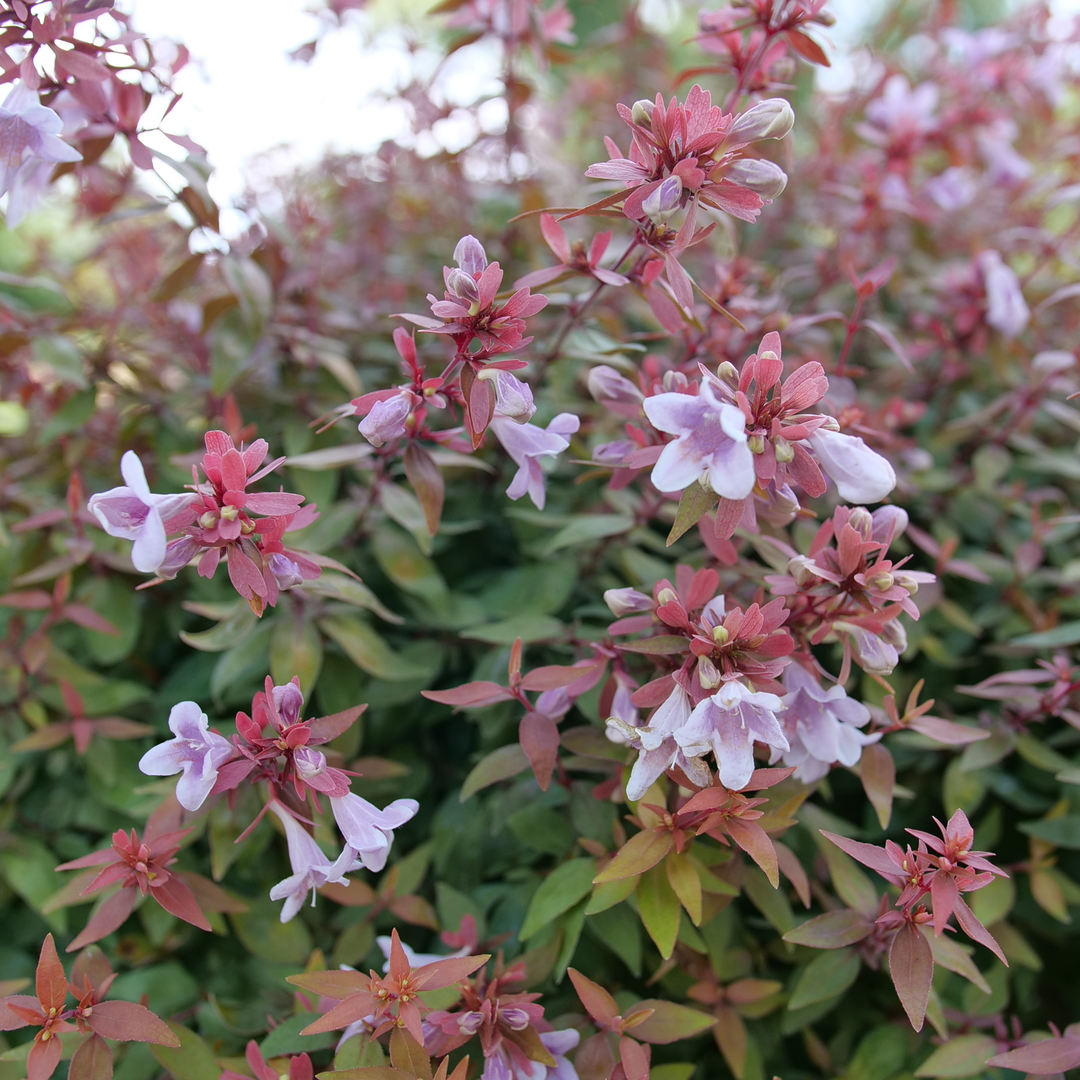 Abelia × 'SMNAGBT'